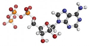 Adenosine triphosphate (ATP) energy transport molecule, chemical